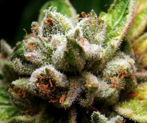 OG-18-Marijuana-Bud-Closeup