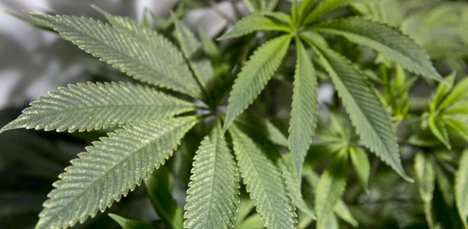 Push toward legalization is cause for good sense, not hand-wringing
